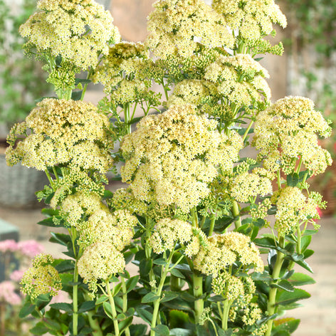 Sedum (Rozchodnik) Sedum (Rozchodnik)