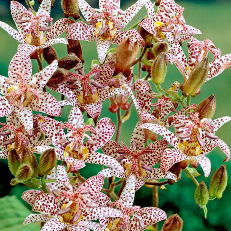 Trójsklepka (Storczyk ropuszy) Trójsklepka (Storczyk ropuszy)