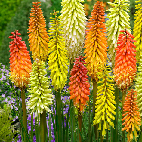 Trytoma (Kniphofia) Trytoma (Kniphofia)