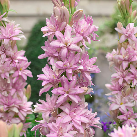 Tuberose (Polianthes) Kup Tuberose (Polianthes)
