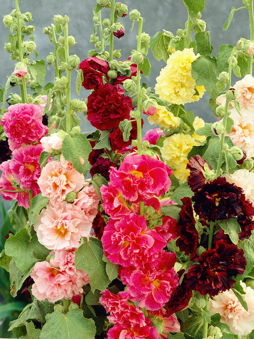 Mieszanka Alcea Rosea Chaters Double