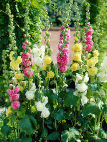 Mieszanka Alcea Rosea Chaters Double