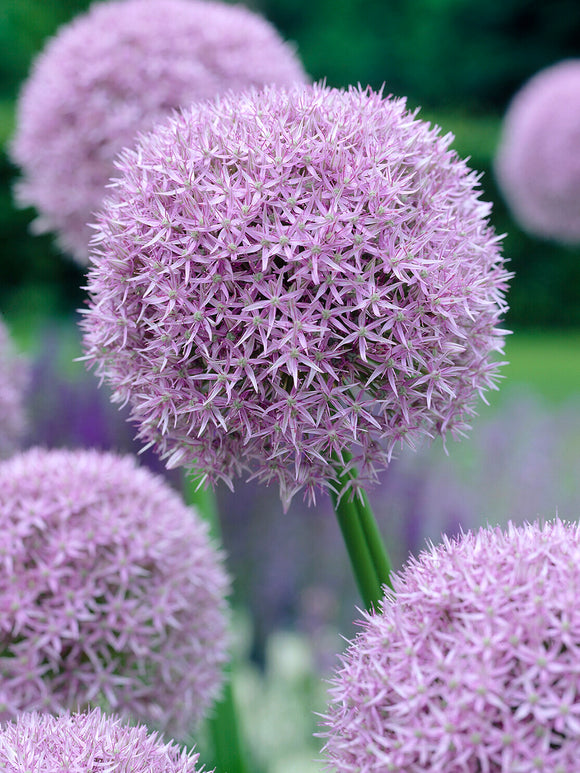 Fioletowy Allium Round and Purple na rabacie ogrodowej