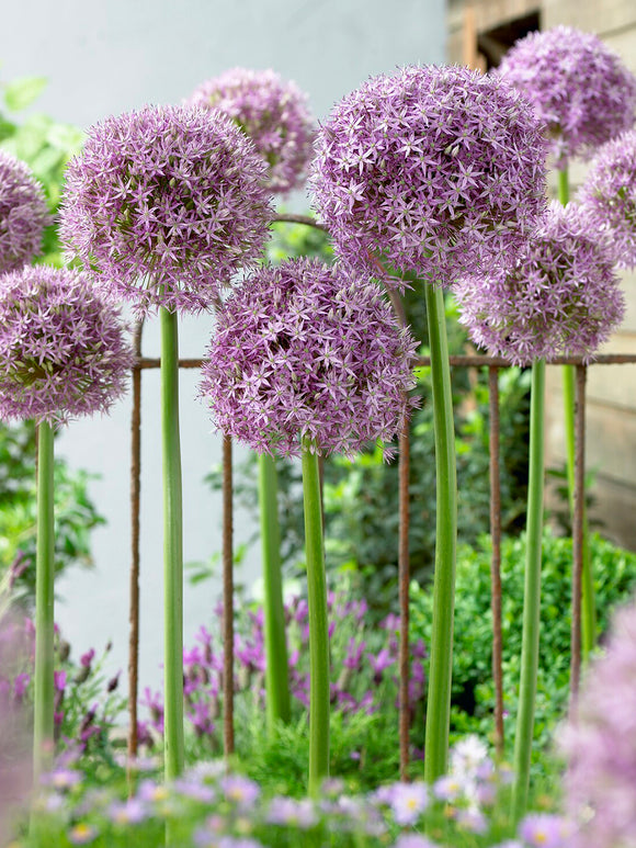 Allium Round and Purple w połączeniu z innymi roślinami wiosennymi