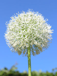 Czosnek ozdobny White Giant