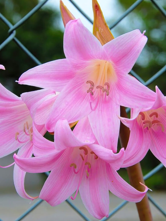 Cebulki Kwiatowe Amarylis Belladonna (Piękna Dama)