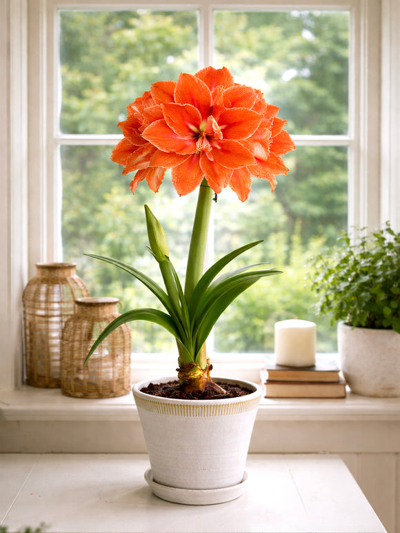 Amarylis Pełny Minerva z warstwowymi kwiatami