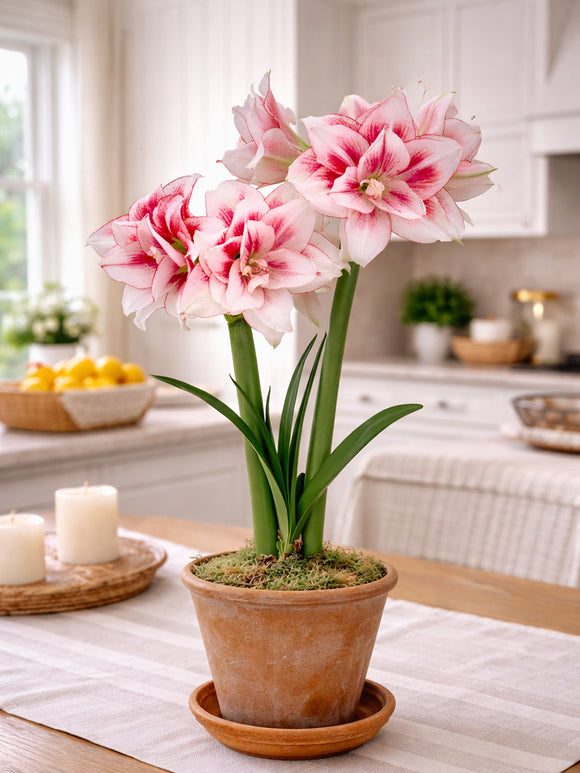 Elegancka Amaryllis Elvas o warstwowej budowie kwiatów