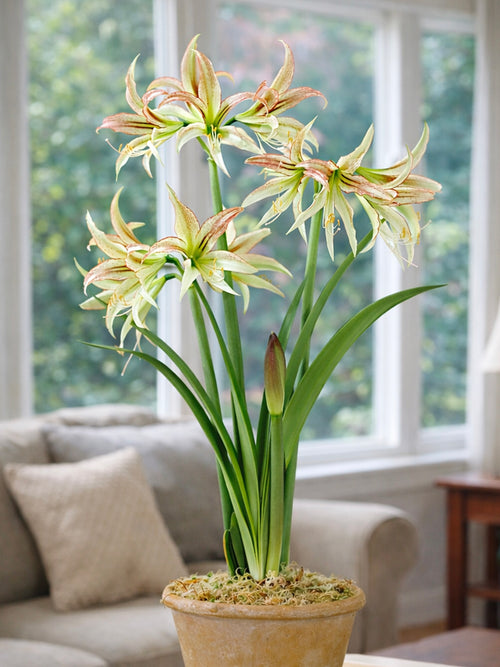 Amaryllis Emerald z zielonkawo-białymi kwiatami