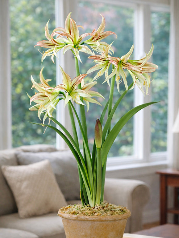 Amaryllis Emerald z zielonkawo-białymi kwiatami