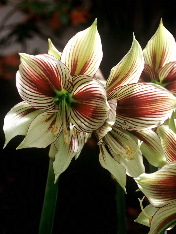 Amaryllis Papilio o dekoracyjnym wzorze płatków