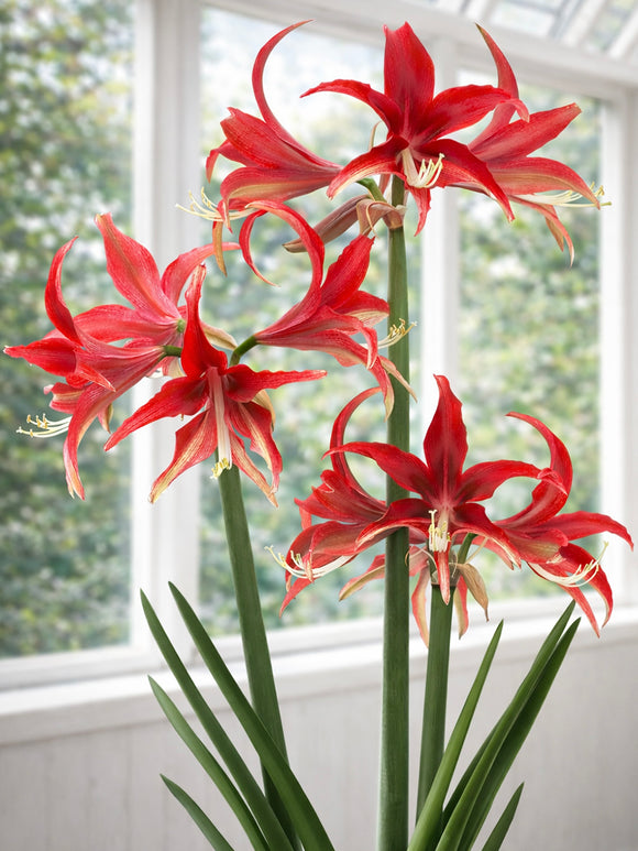 Amaryllis Quito kwitnący w donicy