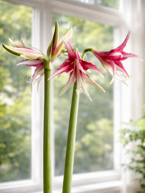 Gwiaździsty Amaryllis Quito z zielonymi tonami