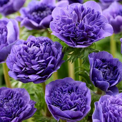 Zawilec Zawilec Fullstar Blue