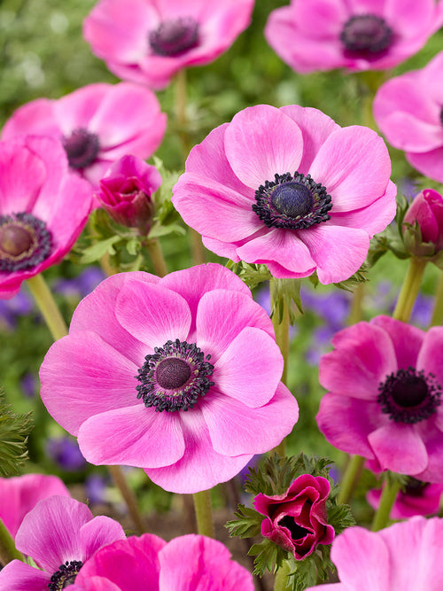 Zawilec Galilee Pink