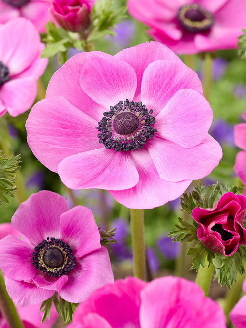 Kup Zawilec Galilee Pink