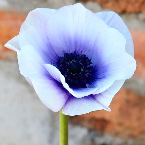 Anemone Rainbow Blue/White