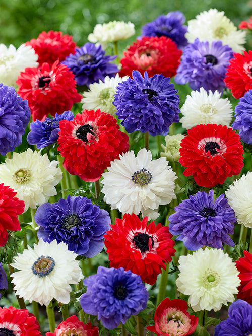 Kup Zawilec Stars and Stripes Kolekcja