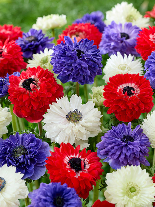 Zawilec Stars and Stripes Kolekcja