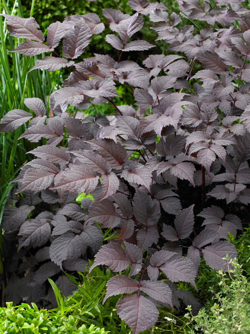 Tawułka Chocolate Shogun (Astilbe)