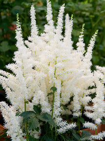 Tawułka (Astilbe) Close Harmony