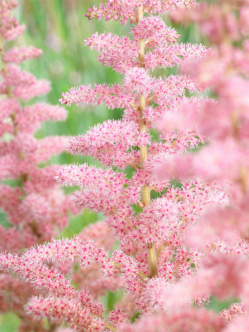 Kup Tawułka (Astilbe) Glitter and Glamour z Holandii