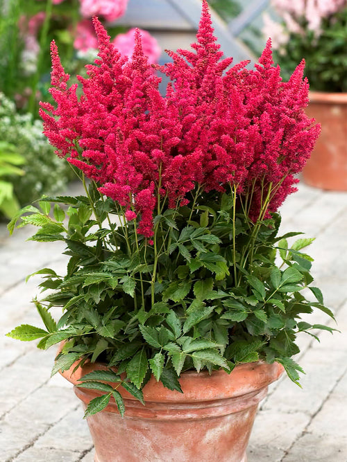 Kup Astilbe z Holandii