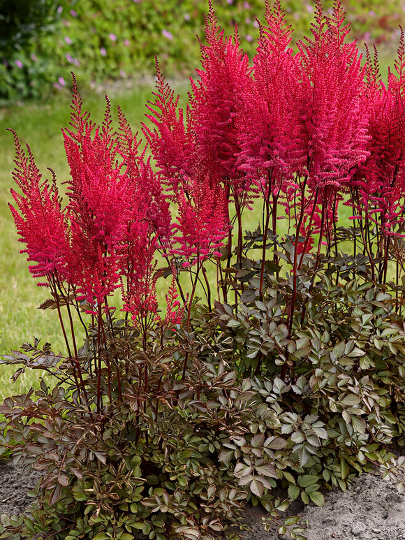Zamów jeżówkę 'Tawułka (Astilbe) Mighty Chocolate Cherry' w DutchGrown™ z wysyłką na wiosnę i ciesz się najwyższej jakości odkrytymi korzeniami!