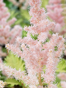 Tawułka (Astilbe) Milk and Honey