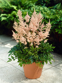 Tawułka (Astilbe) Peach Blossom