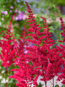 Tawułka (Astilbe) Volcano