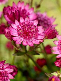 Jarzmianka większa Cerise Button (Astrantia)