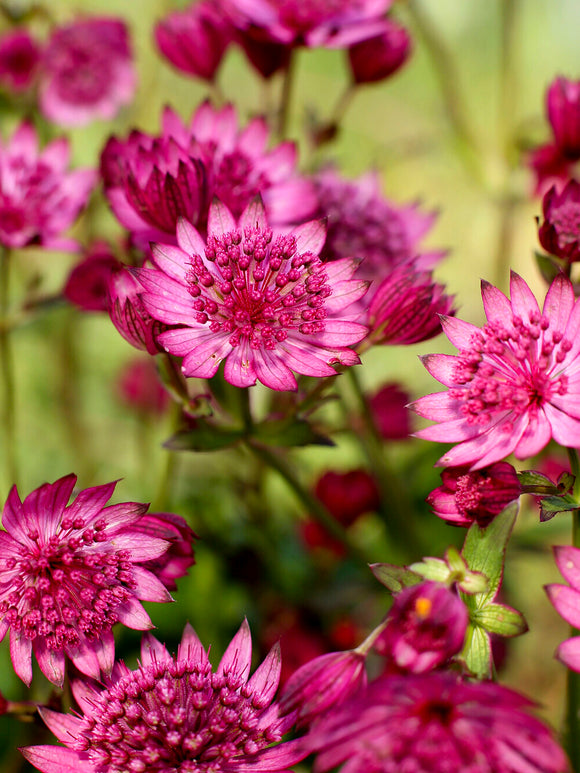 Kup Astrantia 'Cerise Button' online