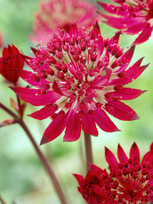 Jarzmianka Większa (Astrantia) Major Claret