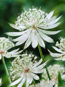 Jarzmianka Większa (Astrantia) Major Shaggy