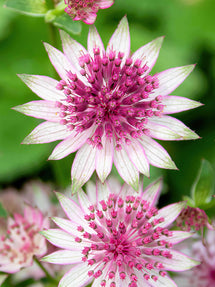 Jarzmianka Większa (Astrantia) Superstar