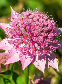 Jarzmianka Większa (Astrantia) Major Venice