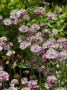 Jarzmianka Większa (Astrantia) Midnight Owl