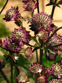 Jarzmianka większa Moulin Rouge (Astrantia)