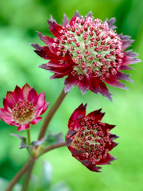 Astrantia 'Moulin Rouge' z bordowoczerwonymi kwiatami