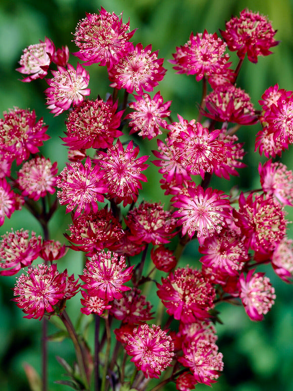 Astrantia 'Moulin Rouge' o długim okresie kwitnienia