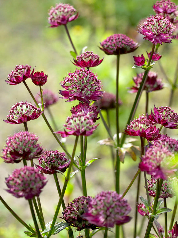 Astrantia 'Moulin Rouge' do ogrodów przyjaznych zapylaczom
