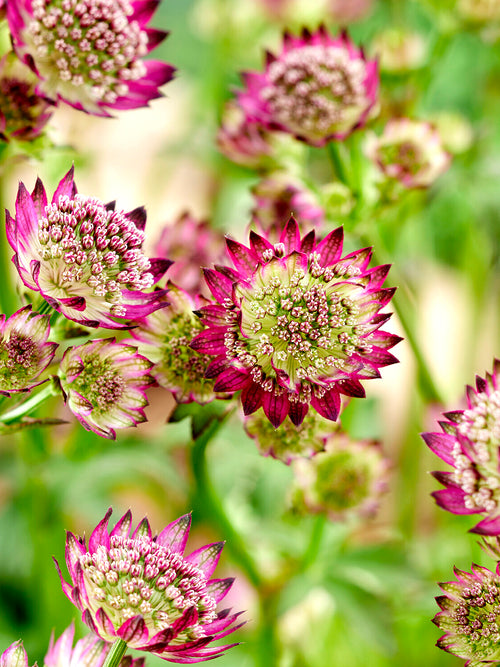 Mrozoodporna bylina Astrantia 'Moulin Rouge'