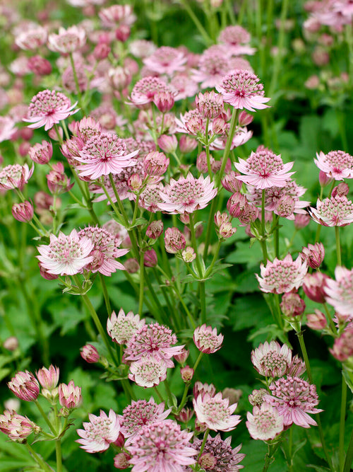 Astrantia 'Pink Button' o jasnoróżowych kwiatach