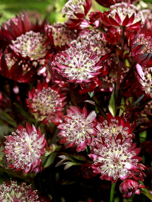 Kup Astrantia 'Red Button', dostawa wiosną