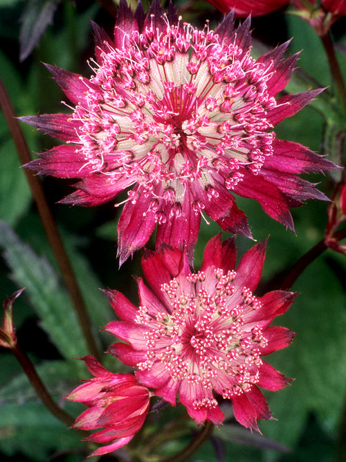 Astrantia 'Red Button' o różowoczerwonych kwiatach