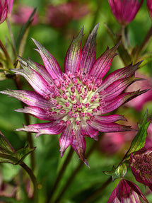 Jarzmianka Większa (Astrantia) Star of Love