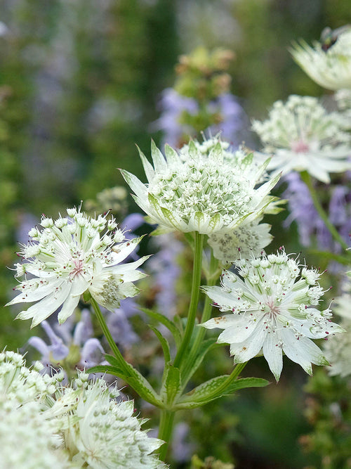 Astrantia 'White Button' o białych kwiatach
