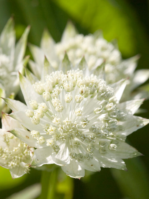 Kup Astrantia 'White Button' online
