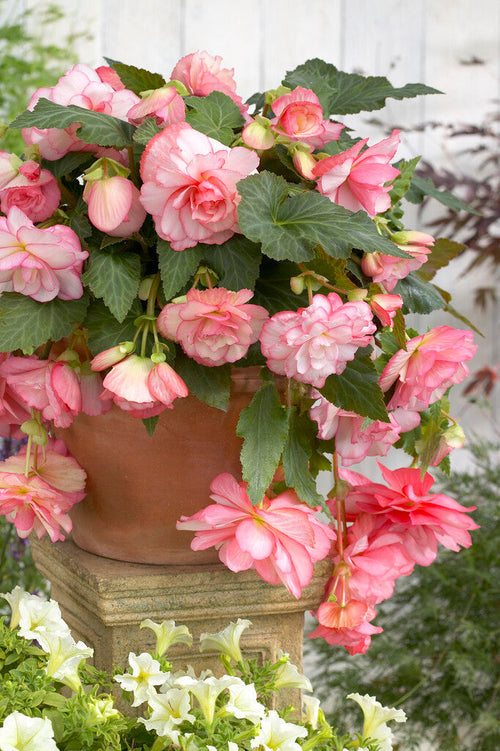 Begonia Kaskadowa Florence